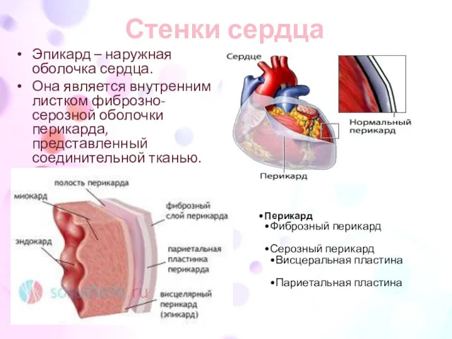 Стенки сердца Эпикард – наружная оболочка сердца. Она является внутренним листком фиброзно-серозной оболочки