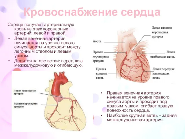 Кровоснабжение сердца Сердце получает артериальную кровь из двух коронарных артерий: левой и правой.
