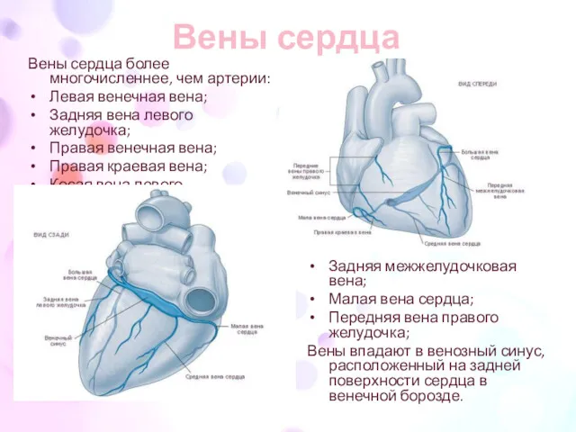 Вены сердца Вены сердца более многочисленнее, чем артерии: Левая венечная вена; Задняя вена