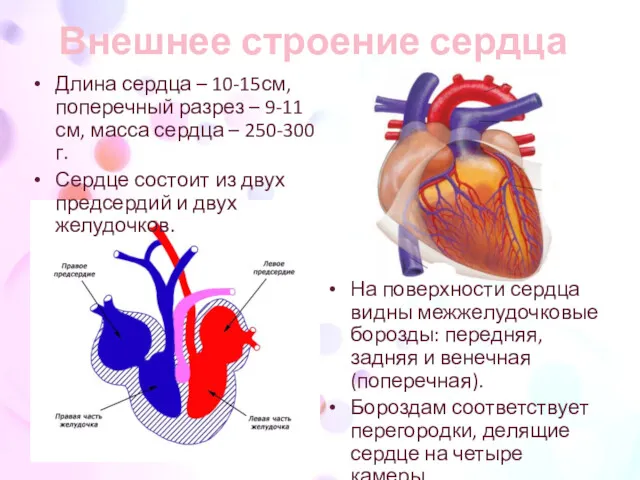 Внешнее строение сердца На поверхности сердца видны межжелудочковые борозды: передняя, задняя и венечная