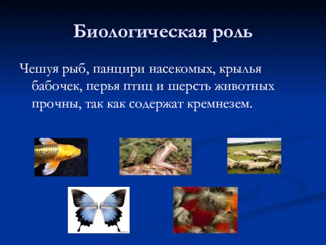 Биологическая роль Чешуя рыб, панцири насекомых, крылья бабочек, перья птиц