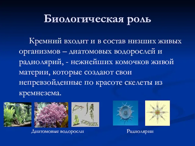 Биологическая роль Кремний входит и в состав низших живых организмов