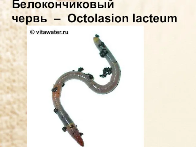 Белокончиковый червь – Octolasion lacteum