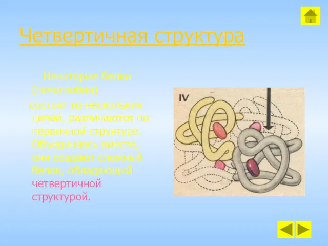 Четвертичная структура Некоторые белки (гемоглобин) состоят из нескольких цепей, различаются