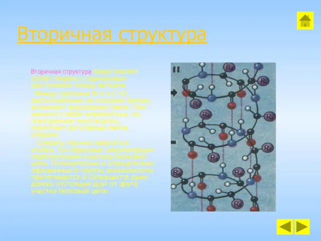 Вторичная структура Вторичная структура представляет собой спираль с одинаковым расстоянием
