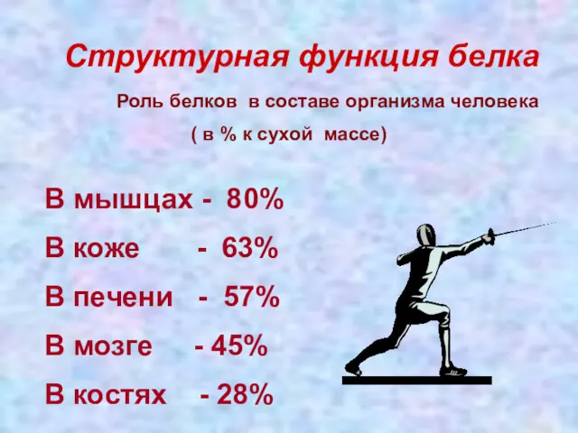 Структурная функция белка Роль белков в составе организма человека (