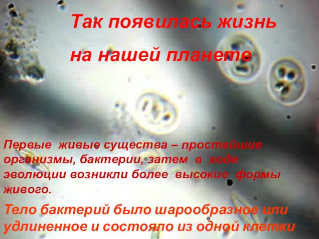Тело бактерий было шарообразное или удлиненное и состояло из одной