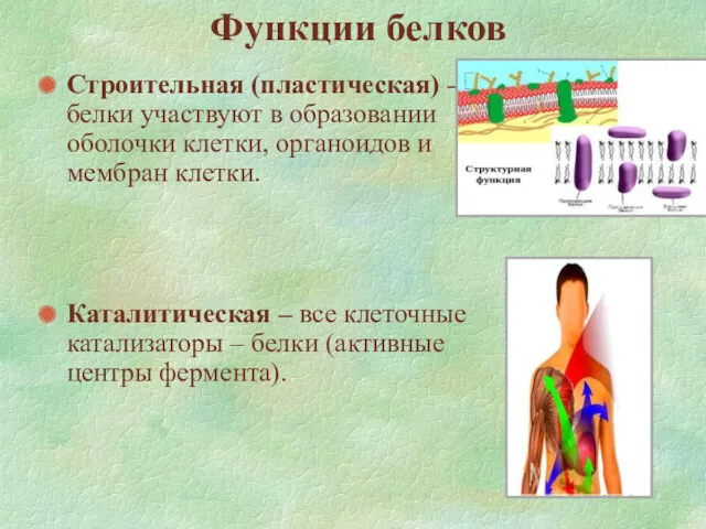 Функции белков Строительная (пластическая) – белки участвуют в образовании оболочки