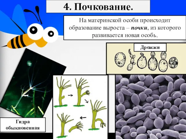 4. Почкование. Гидра обыкновенная Дрожжи На материнской особи происходит образование