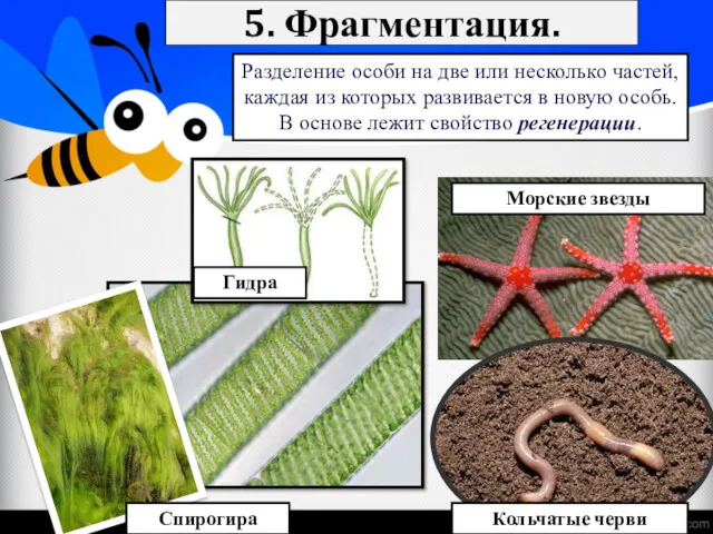 5. Фрагментация. Разделение особи на две или несколько частей, каждая