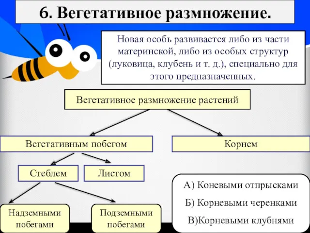 6. Вегетативное размножение. Новая особь развивается либо из части материнской,