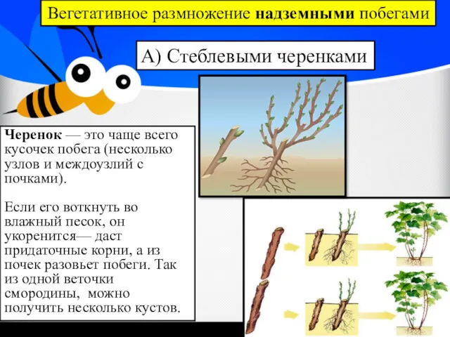 Вегетативное размножение надземными побегами А) Стеблевыми черенками Черенок — это