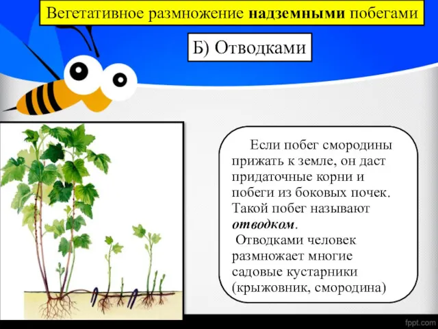 Вегетативное размножение надземными побегами Б) Отводками Если побег смородины прижать