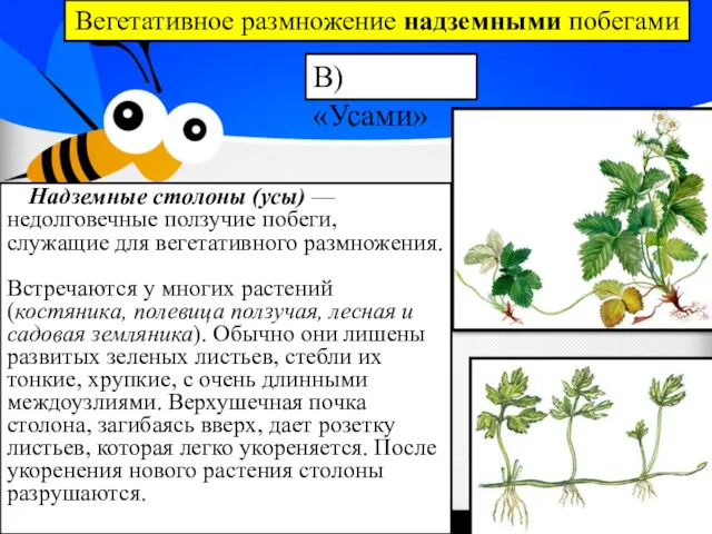 Вегетативное размножение надземными побегами В) «Усами» Надземные столоны (усы) —