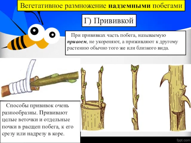 Вегетативное размножение надземными побегами Г) Прививкой При прививках часть побега,