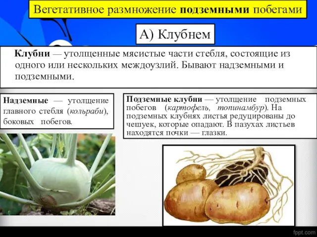 Вегетативное размножение подземными побегами А) Клубнем Клубни — утолщенные мясистые