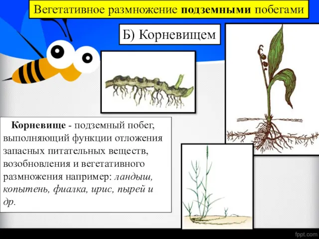 Корневище - подземный побег, выполняющий функции отложения запасных питательных веществ,