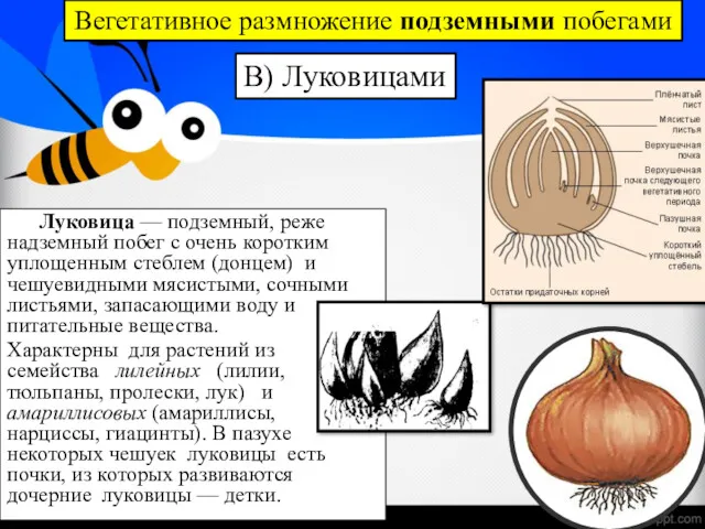 Луковица — подземный, реже надземный побег с очень коротким уплощенным