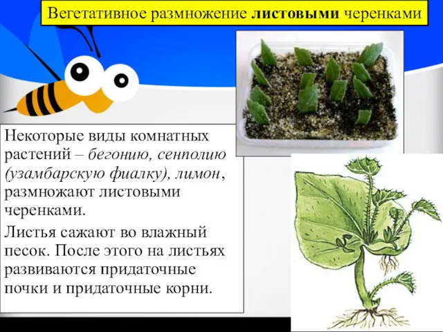 Некоторые виды комнатных растений – бегонию, сенполию (узамбарскую фиалку), лимон,