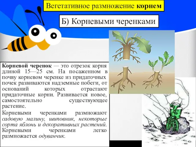 Корневой черенок — это отрезок корня длиной 15—25 см. На