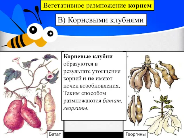 Вегетативное размножение корнем В) Корневыми клубнями Георгины Корневые клубни образуются