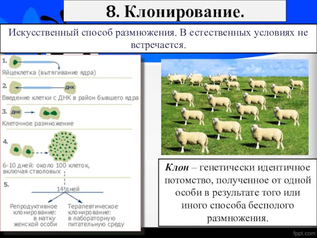 8. Клонирование. Искусственный способ размножения. В естественных условиях не встречается.