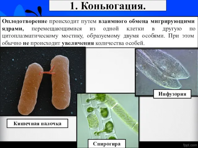 1. Коньюгация. Оплодотворение происходит путем взаимного обмена мигрирующими ядрами, перемещающимися