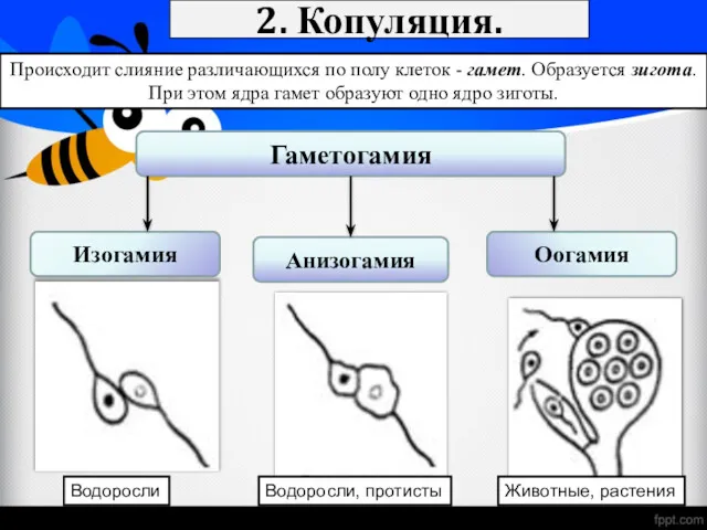 2. Копуляция. Происходит слияние различающихся по полу клеток - гамет.