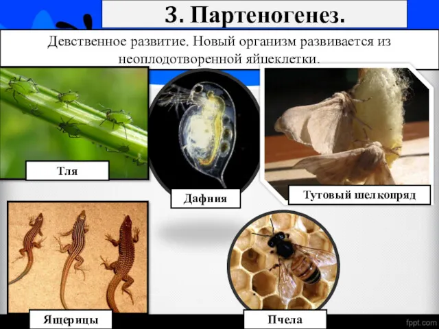 3. Партеногенез. Девственное развитие. Новый организм развивается из неоплодотворенной яйцеклетки. Тля Тутовый шелкопряд Пчела Дафния Ящерицы