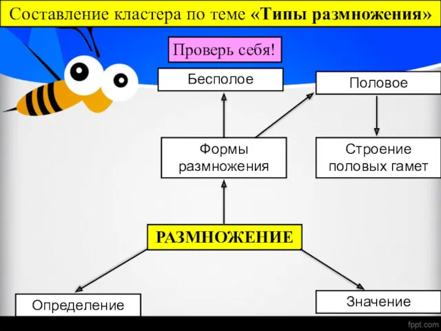 РАЗМНОЖЕНИЕ Определение Формы размножения Значение Бесполое Половое Строение половых гамет