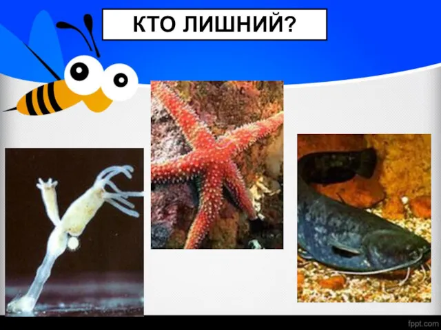 КТО ЛИШНИЙ?