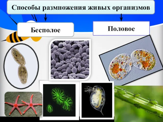Способы размножения живых организмов Бесполое Половое