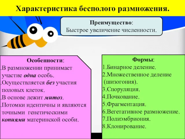 Характеристика бесполого размножения. Особенности: В размножении принимает участие одна особь.