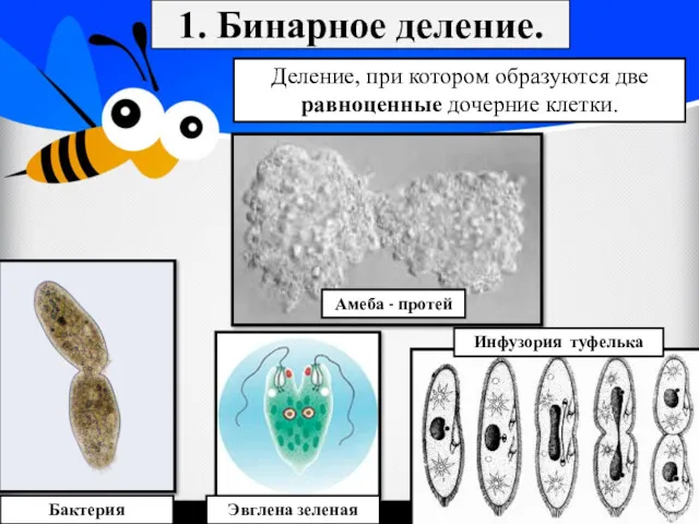 1. Бинарное деление. Деление, при котором образуются две равноценные дочерние