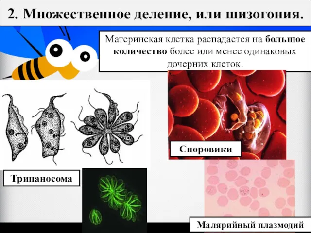 2. Множественное деление, или шизогония. Материнская клетка распадается на большое