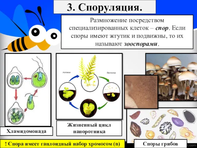 3. Споруляция. Хламидомонада Жизненный цикл папоротника Споры грибов ! Спора