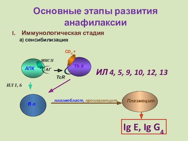 Основные этапы развития анафилаксии Иммунологическая стадия а) сенсибилизация АПК Th