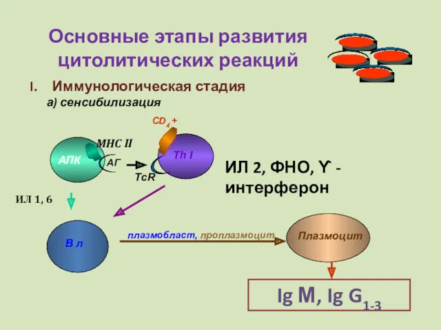 Основные этапы развития цитолитических реакций Иммунологическая стадия а) сенсибилизация АПК