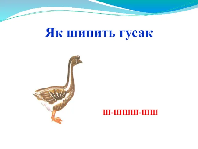 Як шипить гусак Ш-ШШШ-ШШ