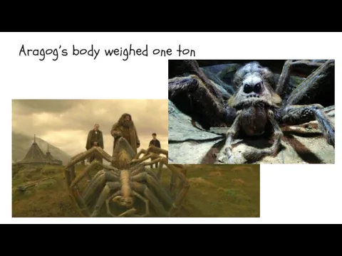 Aragog’s body weighed one ton
