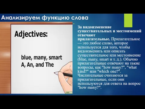 Анализируем функцию слова За видоизменение существительных и местоимений отвечают прилагательные.