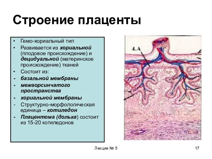 Лекция № 5 Строение плаценты Гемо-хориальный тип Развивается из хориальной