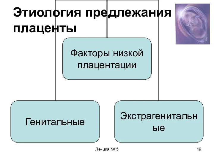 Лекция № 5 Этиология предлежания плаценты