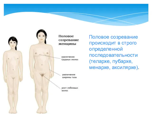 Половое созревание происходит в строго определенной последовательности (телархе, пубархе, менархе, аксилярхе).