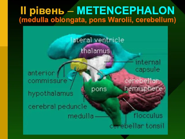 II рівень – METENCEPHALON (medulla oblongata, pons Warolii, cerebellum)