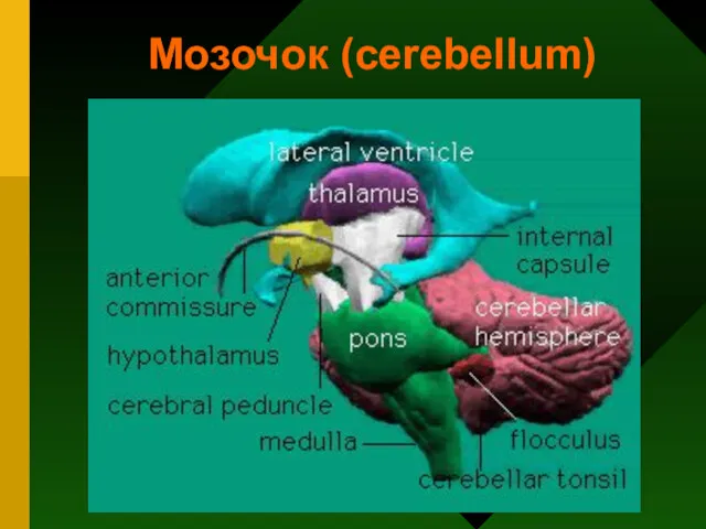 Мозочок (cerebellum)