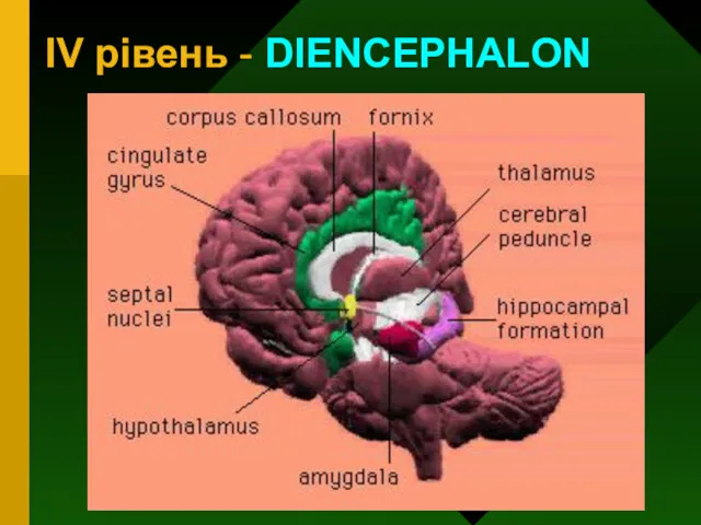 IV рівень - DIENCEPHALON