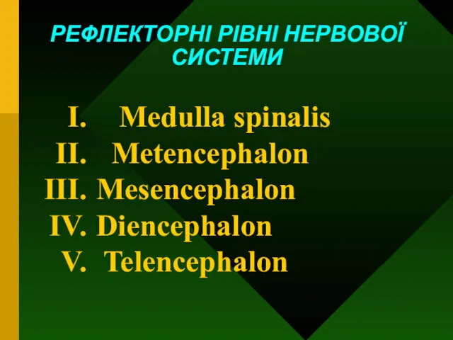 РЕФЛЕКТОРНІ РІВНІ НЕРВОВОЇ СИСТЕМИ Medulla spinalis Metencephalon Mesencephalon Diencephalon Telencephalon