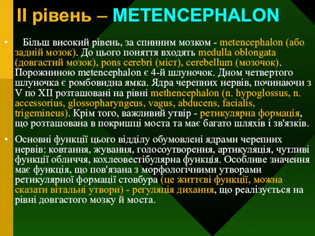 II рівень – METENCEPHALON Більш високий рівень, за спинним мозком - metencephalon (або