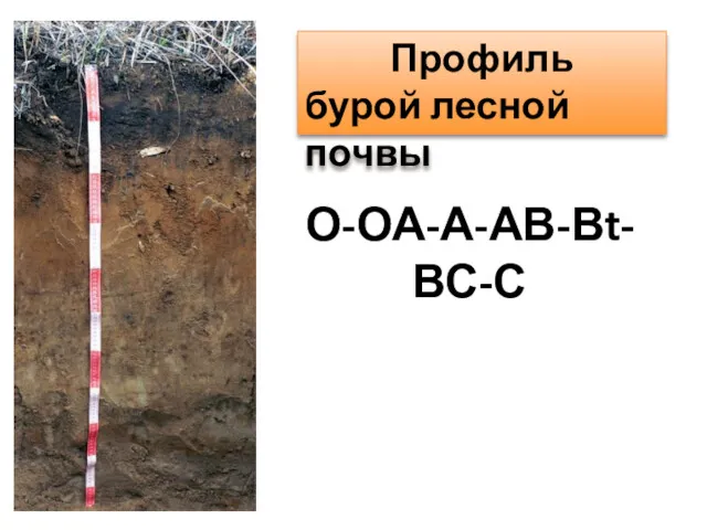 Профиль бурой лесной почвы О-ОА-А-АВ-Вt-ВС-С